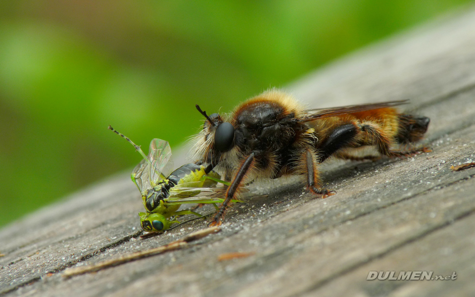 Robber Fly (Laphria flava)